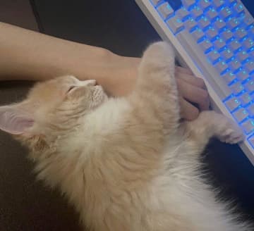 仕事中の飼い主の手を“ぎゅっ”と抱えて寝落ちした子猫　お迎え2日目で見せた甘え姿にほっこり