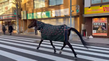明治大学の馬が一時脱走「徘徊している」と110番通報…路上歩き回り自ら生田キャンパスに戻る　馬術部が飼育　川崎市