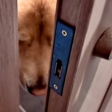 深夜1時半、鍵がかかり家に入れない男性→大型犬に『ママ呼んできて』とお願いした結果…まさかの展開が10万再生「賢い」「寝ぼけてる？」
