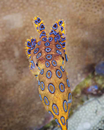 猛毒タコと知らずに触ってしまった男性「一瞬で血の気が引いた」→無事を報告も「危険だと知らなかった」