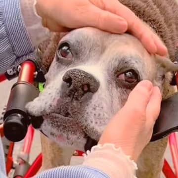 車椅子の犬を散歩中『知らない女性』に声をかけられ、涙を流して…胸が締め付けられる『切なくて尊い会話』が12万再生「素敵な方」「泣ける」