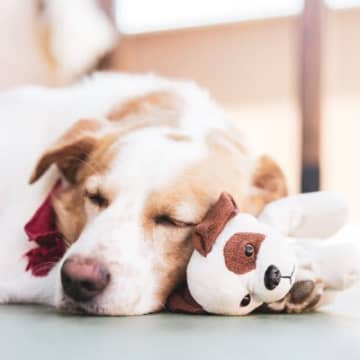犬にとって『ぬいぐるみ』の存在とは？大切そうにしている理由や与えるメリットまで解説