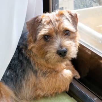 犬に『おいで』と言っても来てくれない理由5つ　呼び戻しを成功させるために必要なトレーニングとは？