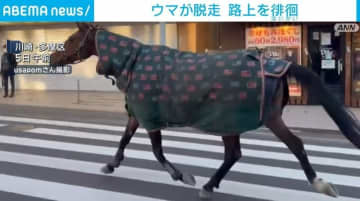 ウマが脱走 路上を徘徊 川崎市