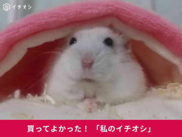 マルカン「ポケハムベッド」は最強かわいい！愛ハムがすっぽり収まるお布団型ベッドの魅力を解説！