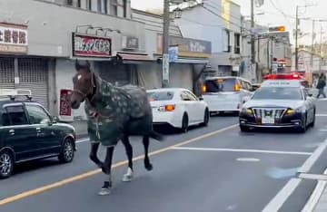 明治大馬術部の馬一時脱走、川崎　市街地走り回り自ら戻る