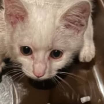 ボス猫と共に生活していた子猫→保護されて、家族に迎えられると…立派に成長した『現在の様子』に「幸せそう」「凛々しく大きくなったね」と反響