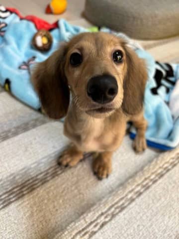 “あどけない表情”の生後5カ月のダックス子犬→1才の現在、可愛さそのままに“貫禄がついた姿”にほっこり！