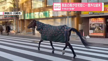 脱走の馬が住宅街に…意外な結末　午年の“珍事”
