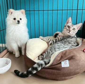 兄犬の寝床で堂々とくつろぐ猫　“何とも言えない表情”を浮かべる犬との対比にクスッ