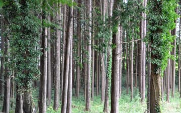 林野火災警報、神奈川の一部市町村で運用始まる　火入れやたき火など規制