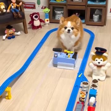 『貨物列車のおもちゃ』で遊ぶ犬→天才すぎる『本物の運転手のような腕前』に驚きと称賛の声「鉄オタ犬ｗｗ」「わたしより賢い」と29万再生