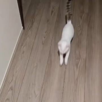 飼い主さんの帰りを楽しみにしていた猫→帰宅した瞬間…爆速の『お出迎えの光景』が尊すぎると5万再生「一瞬で幸せになれる」「羨ましい」