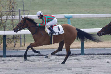【新馬/京都3R】グァンチャーレ産駒 マナボニートがデビューV