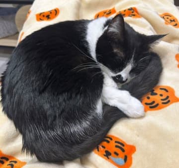 しっぽを大切そうに抱えて眠る猫　膝の上の姿に「最高級のモフモフ」「可愛すぎる」と反響