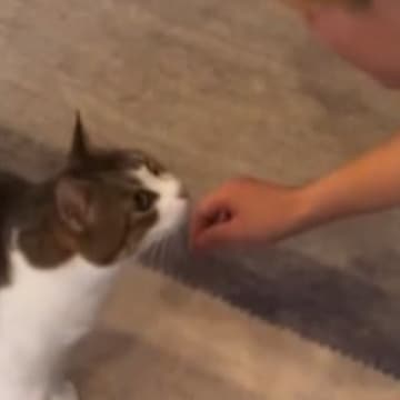 猫が久しぶりに帰ってきた"大好きなお兄ちゃん"と『再会』した結果…お兄ちゃんを見た瞬間の『心温まる反応』が10万再生「かわいいね」