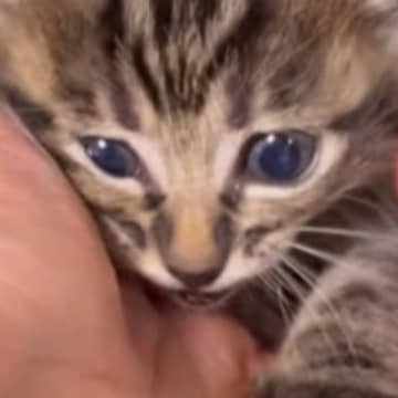 外で必死に鳴いていた『青い瞳の小さな子猫』→保護された結果…２年間の軌跡と『現在の様子』に感動「みんなの愛が伝わる」「本当によかったね」