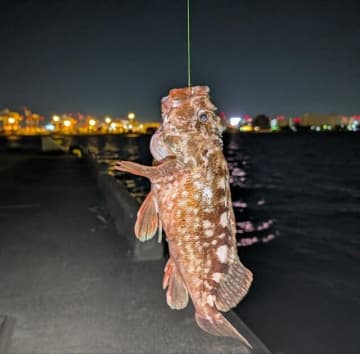 初心者にありがち・岸から釣った「カサゴが小さい」問題に！　まず知るべき、たったひとつの「釣果へのコツ」