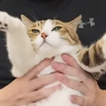 ストレッチが大好きな『ネコ』→飼い主さんが伸ばしてあげると…まさかの光景が35万再生「お顔がかわいいｗ」「永遠に見てられる」と話題