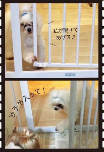 「犬の多頭飼い」から分かる犬の習性とは？