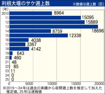 2年続けてゼロに　最多は2013年の1万8千匹超も近年は急激に減少　埼玉・行田の利根大堰を遡上するサケの数　専門家は「黒潮が北上、温暖化が原因だろう」