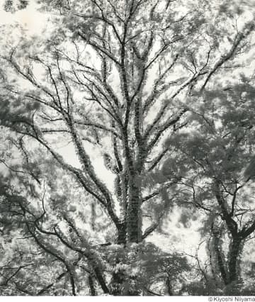 新山清の貴重なヴィンテージプリントから樹木に焦点を当てた写真展「樹々」