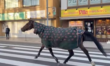 川崎・多摩区で「馬が徘徊」　明治大生田キャンパスから目を離した隙に脱走、市街地を一時走り回る