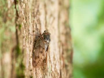 「昭和の方がよかったこと」ランキング、"暑すぎない夏"よりも「世間が明るかった」納得理由は【トップ3】