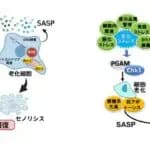 新たな「老化細胞除去（セノリシス）」の手法により老化症状を改善　京都大学