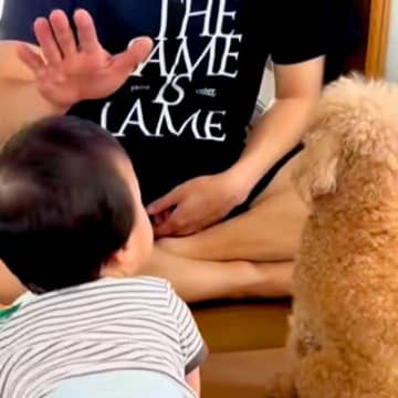 犬にしつけをしていたら、赤ちゃんが近づいてきて…まさかの『素直すぎる行動』に思わず笑ってしまうと17万再生「お利口さん」「みんな可愛い」