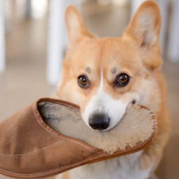 犬がみせる『理解不能な行動』4つ　意味不明な動きをする原因や飼い主にできる対策まで