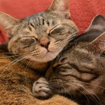 猫の相性は『性別』によって違うの？3つの組み合わせ別に傾向や注意点を解説