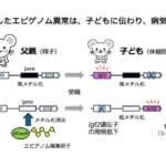 世界初　父親の精子の「DNA配列以外の変化」が子どもの体質や病気に影響することを証明