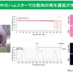 冬眠動物の筋幹細胞は低温下でも「省エネ戦略」で生き残る　広島大学などが仕組み解明