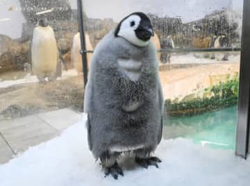 エンペラーペンギンの赤ちゃん誕生から100日 お祝いイベントを開催