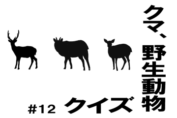 シルエットクイズ！ニホンジカのメスはどれ？【クマ、野生動物クイズ#12】奥深い狩猟免許の世界
