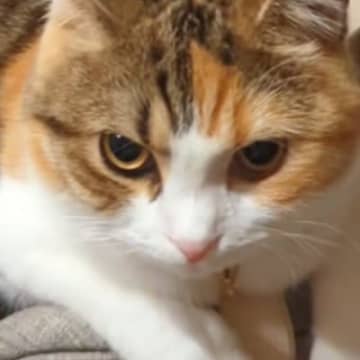 名前を呼んでも『全然返事しない猫』に『ごはん食べる？』と聞くと……笑ってしまう展開が22万再生の反響「可愛すぎるｗ」「わかるんだね」