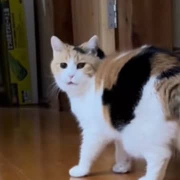 三毛猫が撮影されていることに気が付いて…次の瞬間→想像を超えてくる『尊い光景』が15万再生「悶絶した」「画面から飛び出してきてほしい」