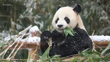 中国と韓国が新たなパンダ貸与に向け協議を開始　現在はソウル近郊で4頭を飼育