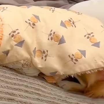 夜、寝るため2階に行こうとしたら『抱っこで行きたい』と犬が駄々をこねて…可愛すぎる『抵抗の仕方』が95万再生「吹いたｗ」「子どもみたい」