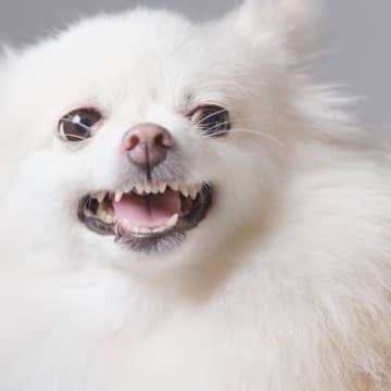 犬に苦痛を与える『愛情表現』3選　意外とやりがちな飼い主のタブー行為や適切な接し方まで