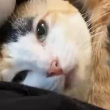 膝の上でくつろぐ『オス三毛猫』の上で、『ボス猫』が……まさかの光景に4万5000いいね「圧倒的な力の差ｗ」「完全に無になってて草」