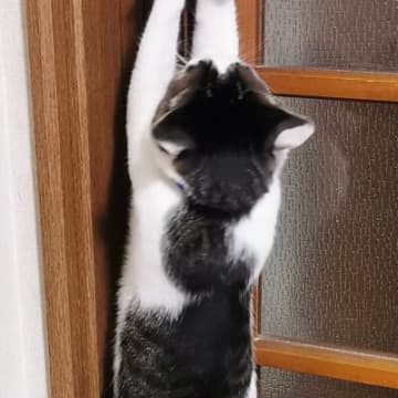 ドアの前で『二足立ち』する猫→両方のおててを伸ばして…とんでもなく賢い『驚きの行動』に３万いいね「天才」「人のことよく見てるんだねｗ」