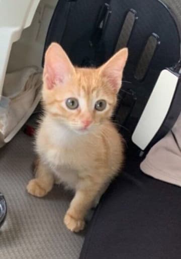 生後2カ月でお迎えした保護子猫が3才に　体が大きく成長しても「可愛らしさは健在」なビフォーアフターにほっこり！