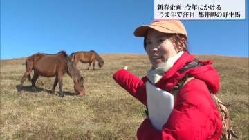 国の天然記念物「御崎馬」を守り伝える野生馬ガイドの女性　「うま年」に故郷の宝たちの逞しさと都井岬の魅力を一人でも多くの人