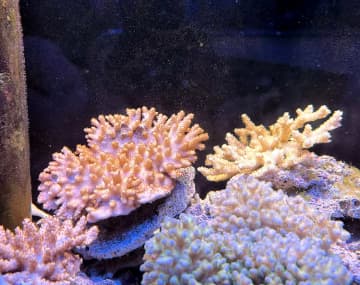 横須賀・佐島漁港沖で南方系サンゴ水揚げ　国内最北限を記録　本来は熱帯や亜熱帯などに分布