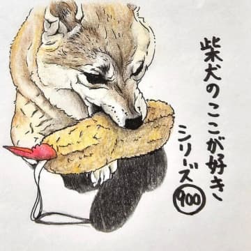 柴犬あるある、短マズルだと「プピー」が鳴らせないとこ｜連載「ここ掘れここ柴」vol.303