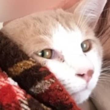 小さな頃から『左肩に乗りたがる猫』→いつも抱っこしていたら、６年後…想像以上に『甘えん坊すぎる光景』に「もう赤ちゃんｗ」「可愛くて困る」