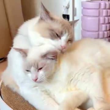 お互いのことが大好きな２匹のネコ→毛づくろいをしようとしたら…あまりにも尊い『ラブラブな日常』に反響「仲間に入りたい」「愛おしい」