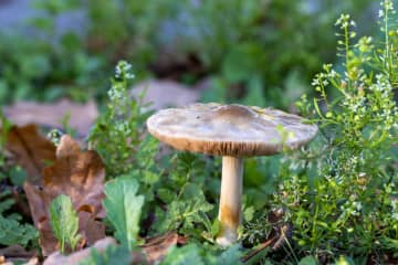 庭にきのこが生える原因とは？抜くだけはNG！正しい処理と予防法を解説